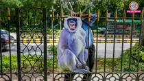 Delhi govt to hire langur sound mimics