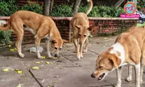 Supreme Court Verdict On Stray Dogs Cases Kapil Sibal Tushar Mehta 