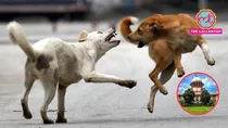 supreme court on Dog bites