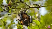 what is nipah virus and how to protect yourself against it