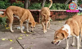 related-article-banner-image