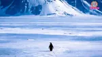 viral walking lonely sad penguin Encounters at the End of the World documentary Werner Herzog