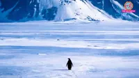 viral walking lonely sad penguin Encounters at the End of the World documentary Werner Herzog