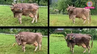 Meet Veronika, First Cow In Human History Known To Use Tools