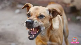 related-article-banner-image