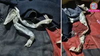 Auraiya woman disappearance snake skin