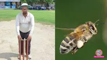 bee attack during cricket match in unnao shuklaganj umpire died players injured