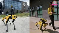 Chinese robodog at AI Summit 2026: why Robot Dogs Designed as Social Actors
