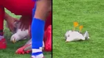 seagull injured during football match