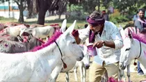 Donkey husbandry scheme