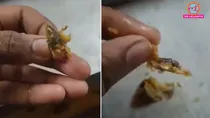 Bhopal RGPV 'Lizard' in food at canteen Staff claims it's capsicum, eats it
