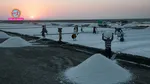 Gujarat Salt Economy