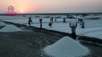 Gujarat Salt Economy