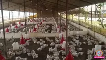 over 140 chicken died in up sultanpur due to dj sound volume