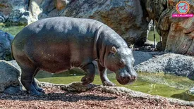 related-article-banner-image