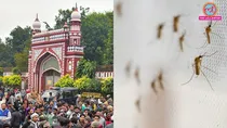 Mosquito war in Aligarh Muslim University 