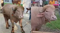 donald trump and benjamin netanyahu named buffalo draws attention in bangladesh amid eid al adha