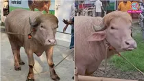 donald trump and benjamin netanyahu named buffalo draws attention in bangladesh amid eid al adha