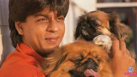 related-article-banner-image