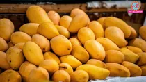 Japan will not import Indian mangoes