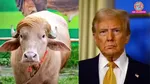 albino buffalo