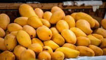 Japan pauses Indian mango exports impacting trade worth $1.54 million.
