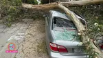 car insurance claim tree falling storm damage