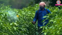 Paraquat dichloride using by indian farmers