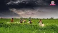 trending-image