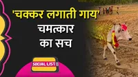 cow disease explained