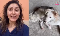 Manjari Fadnnis dog killing video