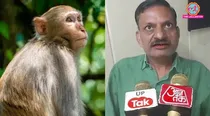 monkey stolen gold jewellery 