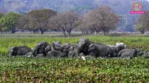 Missing Elephants