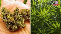 Cannabis, Ganja, Bhang, Jharkhand High Court,NDPS, NDPS Act,ganja case,bhang,cannabis definition,drug possession laws,marijuana