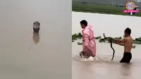 china floods 900 snakes escape woman dies many bitten