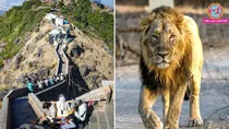 Girnar Lion Attack Gujarat Lion Attack