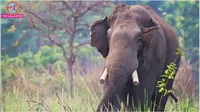 nepal elephant dhurbe one family four people