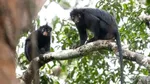 Congo 