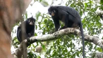 Congo
