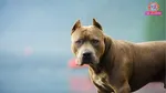 pitbull attacked: 