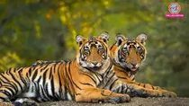 Madhya Pradesh Panari hydropower project approved in Panna Tiger Reserve satna