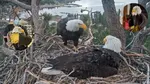 Eagle’s Death That Stole Millions of Hearts