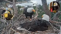 Eagle’s Death That Stole Millions of Hearts