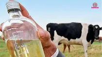 Cow urine purchase scheme