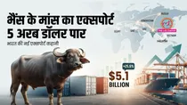 buffalo meat