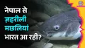 trending-image