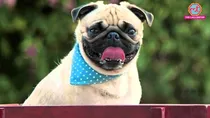 Madras High Court says Wife cannot be follow husband like pug in Vodafone ad