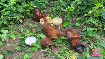 Five Orangutans Found in Odisha Forest Raising Suspicions of Wildlife Trafficking