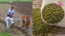 Moong, Moong Dal, dal, Madhya Pradesh, Madhya Pradesh moong scam, moong sca, moong procurement fraud, Raisen, Raisen moong scam, MSP procurement fraud, Madhya Pradesh farmers