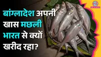 Bangladesh Hilsa, Gujarat Hilsa, Hilsa Fish, Bengal Hilsa